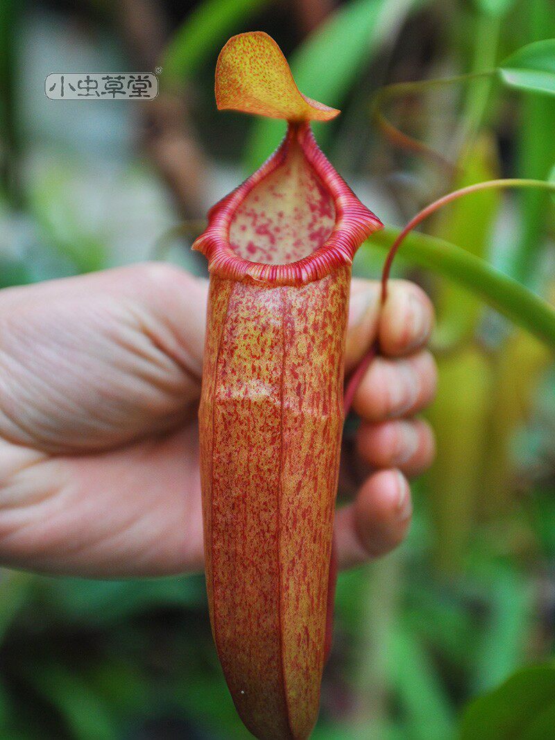 植物密花葫芦猪笼草小虫草堂食虫盆栽食人花捕绿植