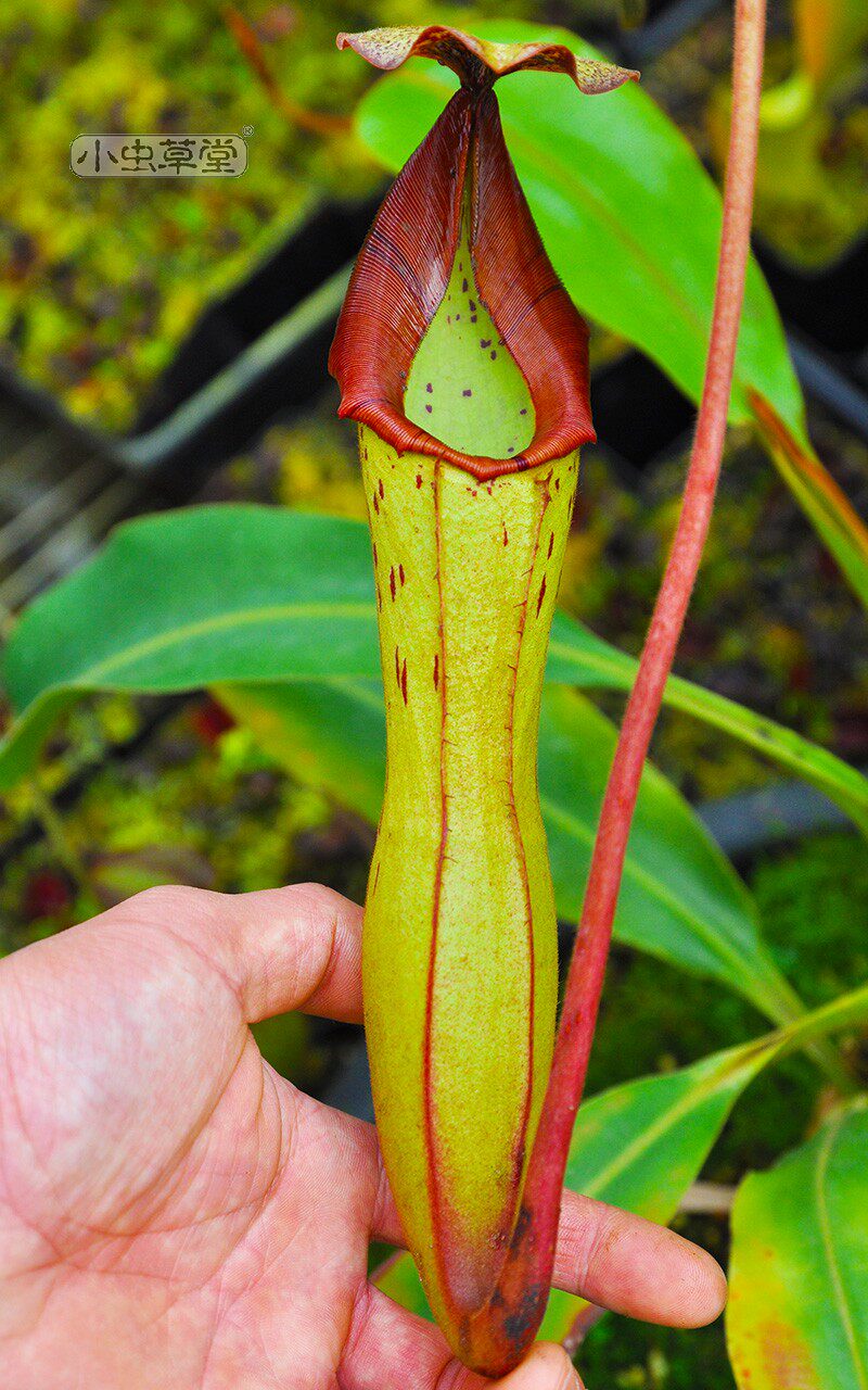 小虫草堂直播26维奇博世猪笼草实生食虫植物稀有绿植