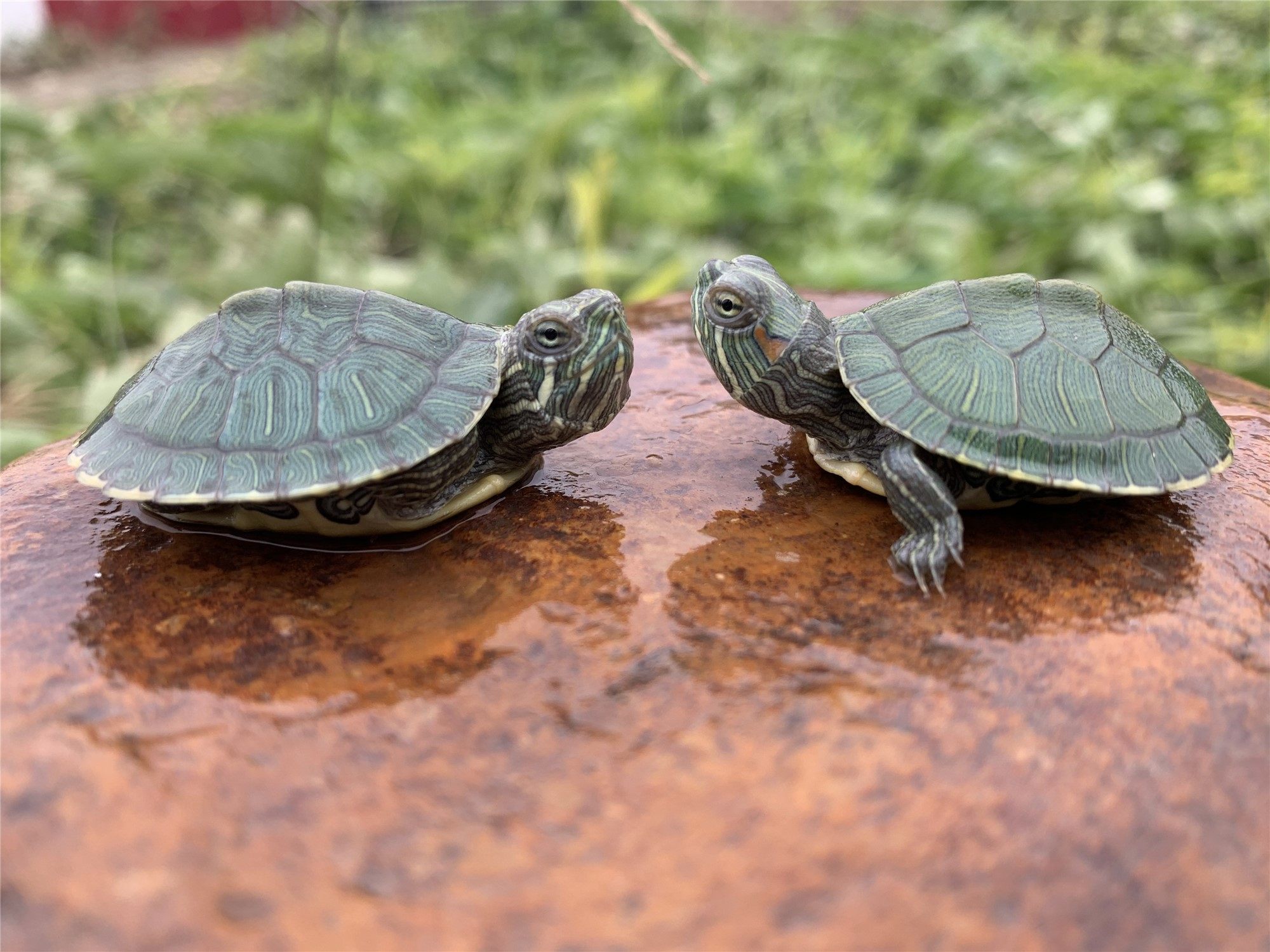 活体宠物龟红耳大小巴西彩龟观赏乌龟招财活物水龟黄金龟外塘龟