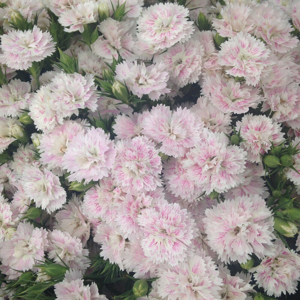 泛美重瓣石竹王朝耐寒盆栽庭院花境切花自由时令草本花卉