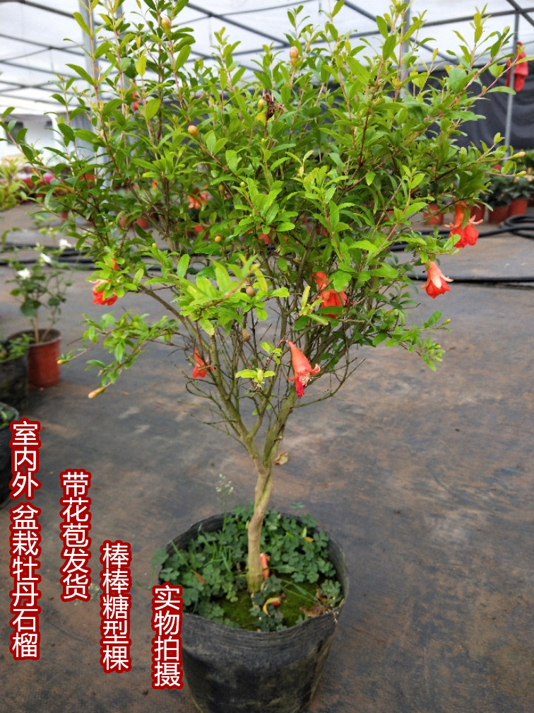 石榴日本翠叶牡丹月季四季观赏盆景花卉庭院绿植