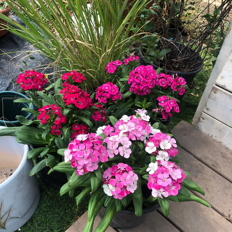 石竹绣球石竹花花苗花苞室外耐寒植物庭院花园时令草本花卉