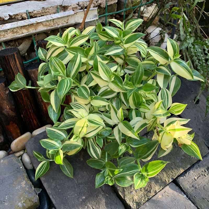 吊兰鸭舌盆栽室内窗台垂吊植物甲醛绿植