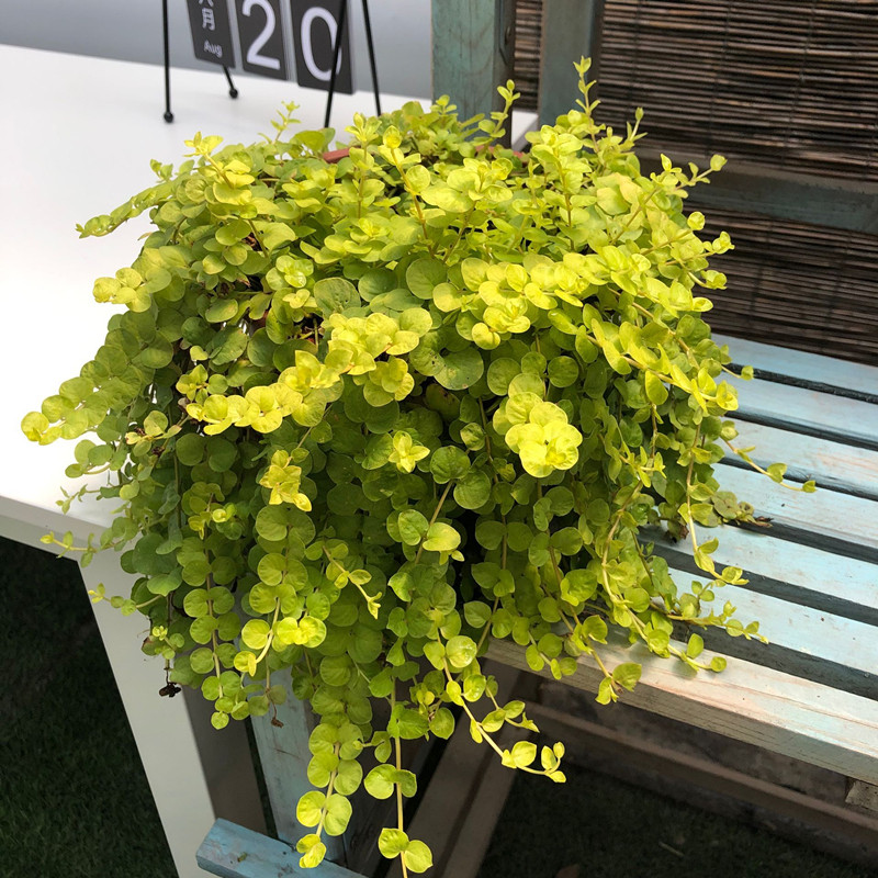 黄金易爆四季植物叶垂吊植观绿植阳台室内黄室内绿植