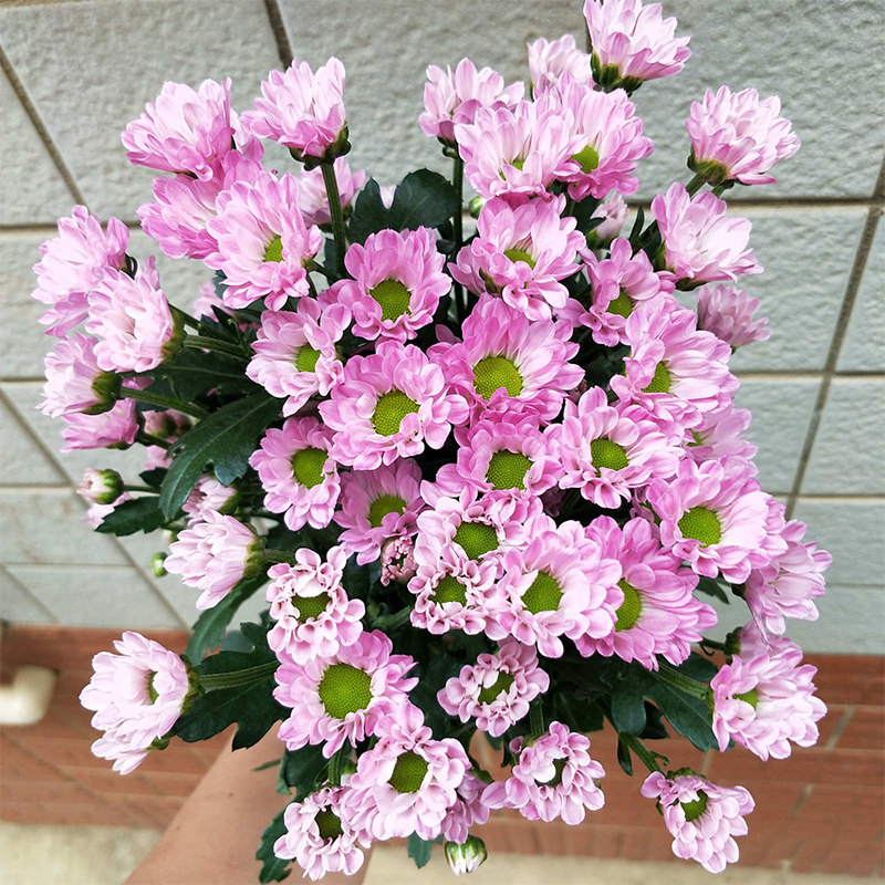 昆明混色鲜花云南直发小雏菊一扎大束菊花直批鲜花速递同城