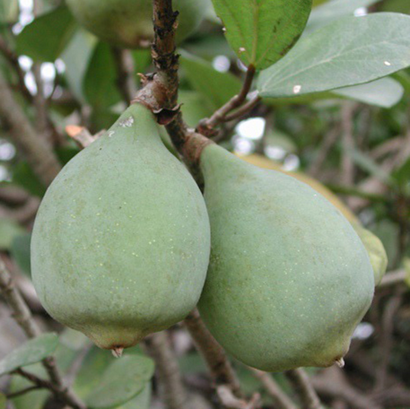 纯野野生冰粉凉粉籽手搓冰有机原料冰籽石花籽其它干货