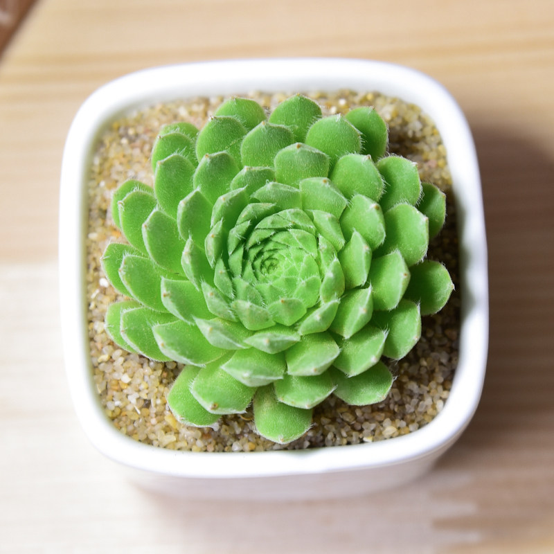 迷你卷娟多肉植物批发肉嘟嘟组合盆栽防辐射绿植花卉室内植物多肉