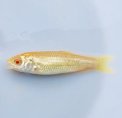 鱼苗草鱼金草赤目金草鱼金丝鲩鱼黄金活体观赏鱼鱼