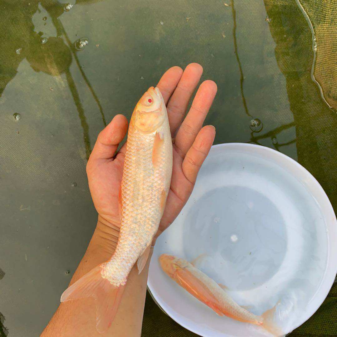 鱼苗草鱼金草赤目金草鱼金丝鲩鱼黄金活体观赏鱼鱼