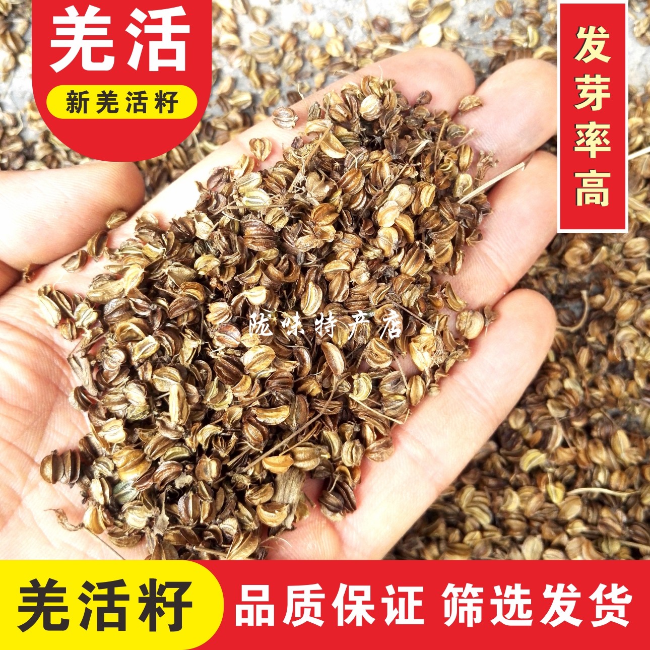 甘肃野生羌活种子500g克包邮发发芽率羌青蚕羌其他药食同源食品