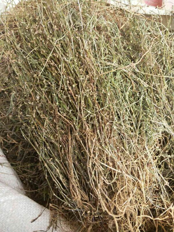 18年新货 野生百花山蛇舌草 白花蛇舌草 乌骨蛇舌草500克
