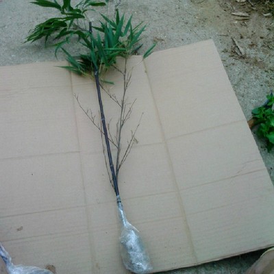 风景竹苗盆栽竹子紫竹庭院室内绿化又名竹墨竹竹茄乌绿植