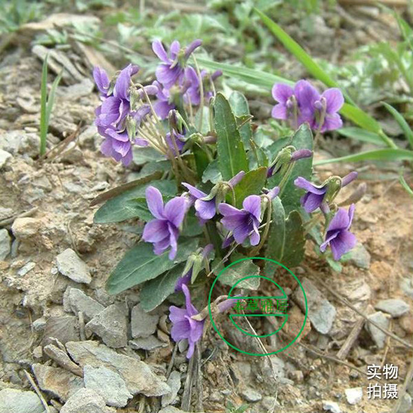 紫花地丁干货野生中药材500g苦地丁整棵带根梨头草犁头草铧头草