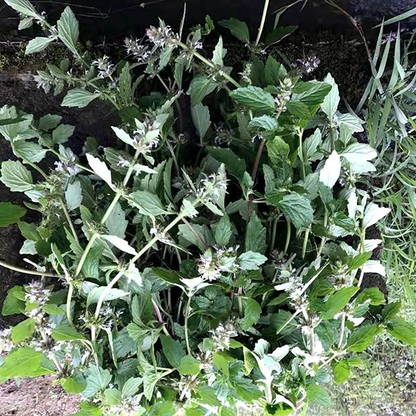 散血鲜货现采丁草紫花500g枯草夏枯草白毛中药材其他药食同源食品