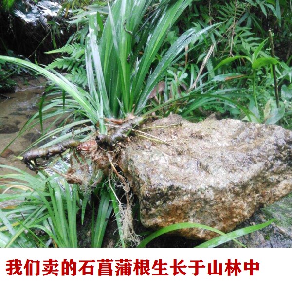 石菖蒲500克 中药材石昌蒲根野生石昌朴白菖蒲臭蒲根新货三斤包邮