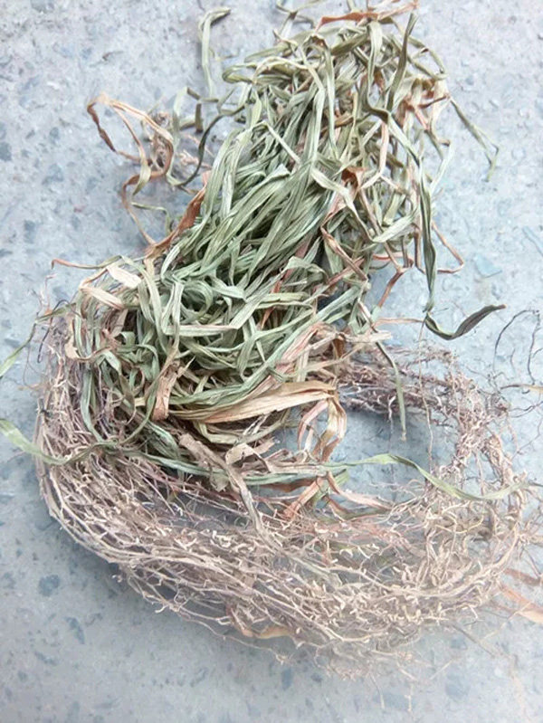 野生小肺心草500g三斤包邮中草药材