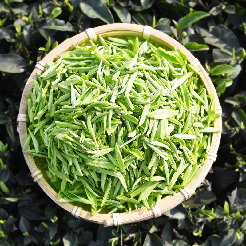 49元林湖雀舌新茶嫩芽芽头茶叶100g