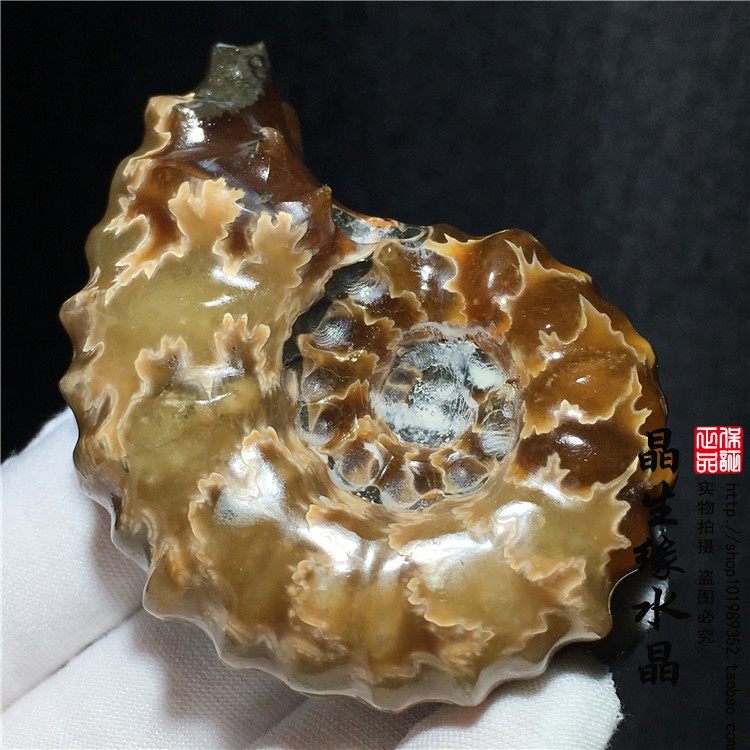 化石天然羊角菊石原石标本古生物多款可选摆件