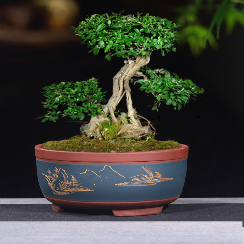 宜兴精品紫砂盆景花盆菖蒲素盆小号创意浅盆花盆