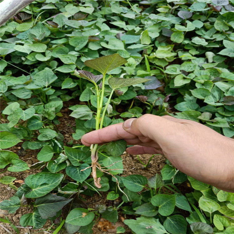 烟薯地瓜100棵包邮蜜薯苗高产量红心食用富硒红薯番薯