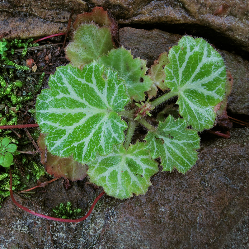 虎耳草姬虎耳七变化吸水石上水石假山附石山野草盆栽盆景绿植