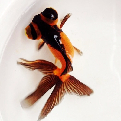 黑龙观赏鱼龙红白龙睛红三色龙睛金鱼活体冷水鱼鱼