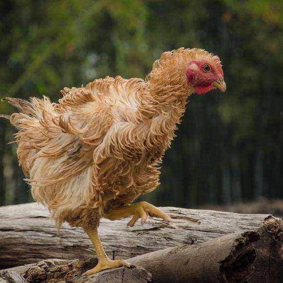 翻毛孵化麒麟鸡苗种蛋卷毛受精蛋可鸡蛋包装