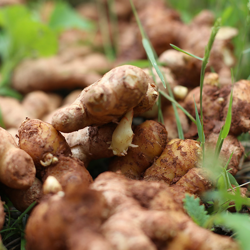 古蜀家 四川威远小黄姜2.5斤包邮现挖新鲜老姜土姜可做生姜红糖水