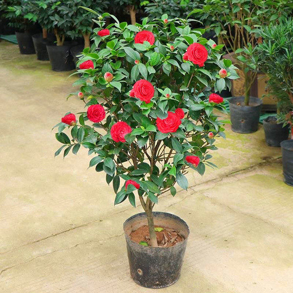 茶花树苗小苗茶梅红山庭院盆栽阳台花卉