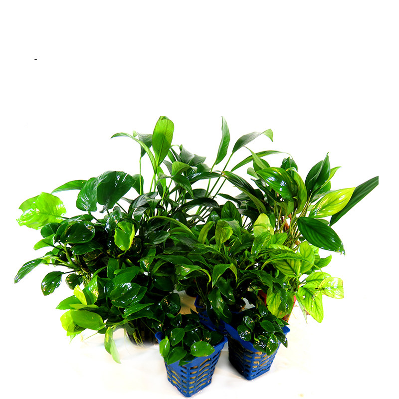 水榕鱼缸造景真植植物丹麦大叶黄金榕金榕草缸水草