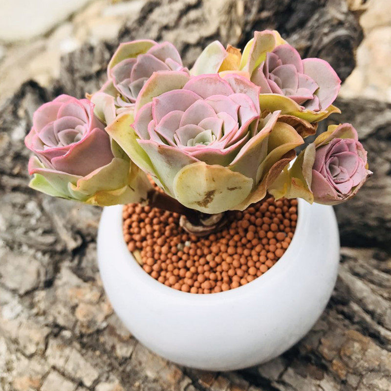 孜孜玫瑰紫色耶罗老桩群生小型多肉植物插花多肉植物