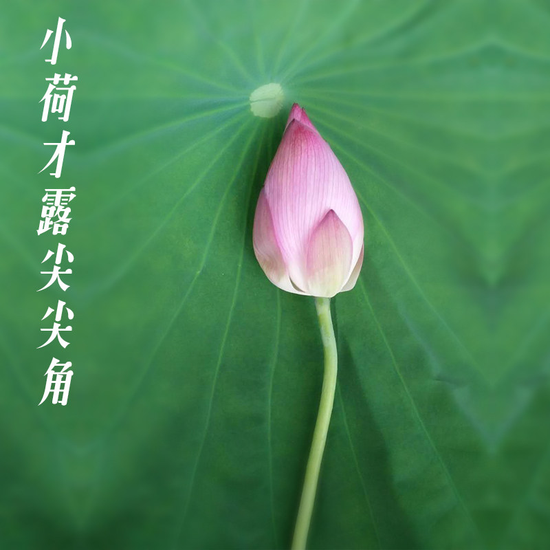 新鲜荷花莲花鲜花观赏花骨朵供佛花蕾10朵花苞花卉