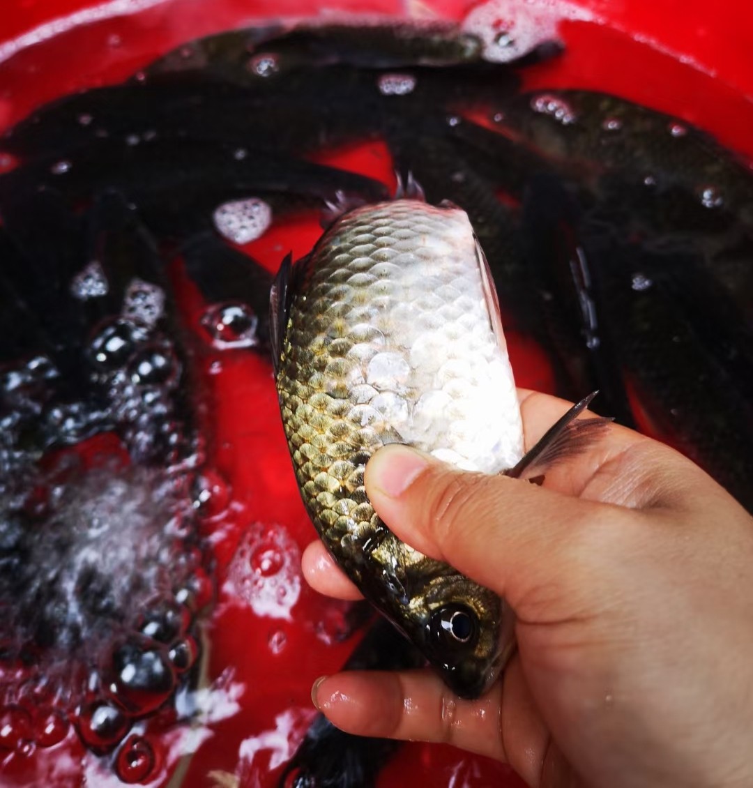 顺丰广东高山河野鲫鱼新鲜活鱼现杀2斤产妇淡水鱼类