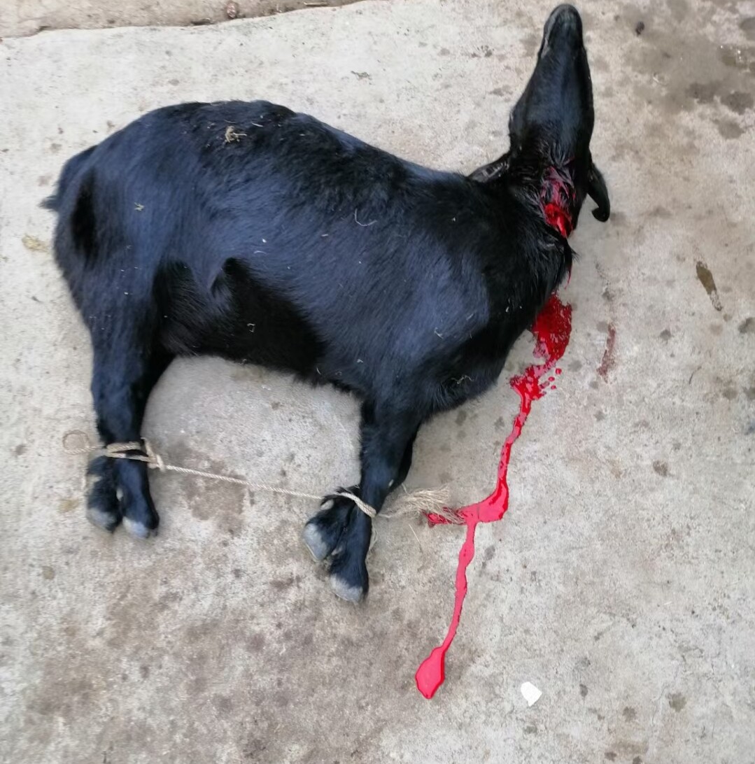 顺丰包邮现鲜活广东农家高山放养黑山羊5斤羊排生羊肉