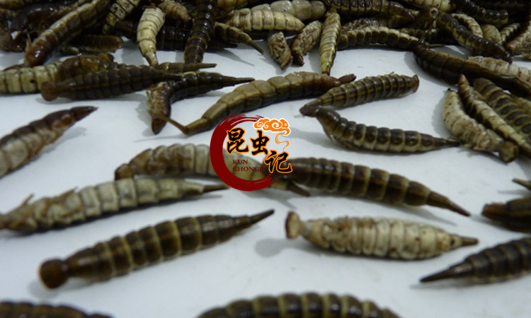 新鲜水蜈蚣非爬沙虫金边龙虱幼虫生鲜冷冻运输可油炸