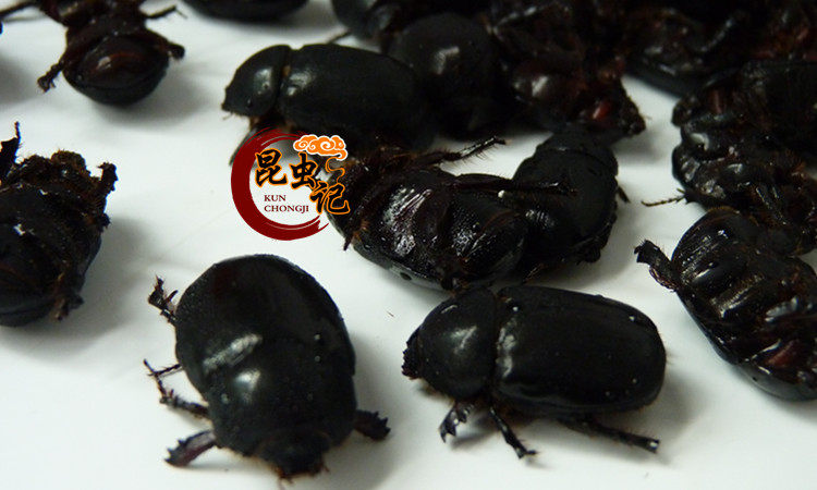 野生油壳郎牛克郎食用昆虫记野味美食大金龟子生鲜冷冻发货500克