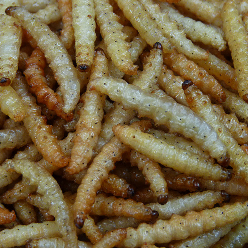 竹虫食用昆虫竹虫50克昆虫记