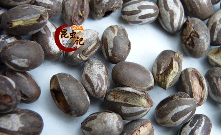 新鲜杨拉罐新鲜洋辣子蛋八甲刺子土美食包邮波刺毛1斤