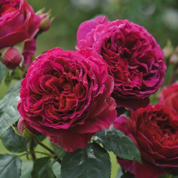 美抚园艺月季苔丝tess奥斯汀切花品种绿植