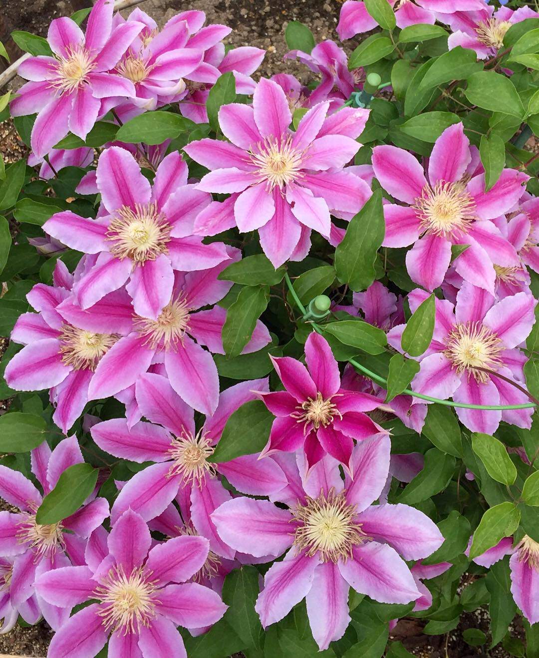 铁线莲约瑟芬新幻紫啤酒小绿円空天使乌托邦大河时令草本花卉