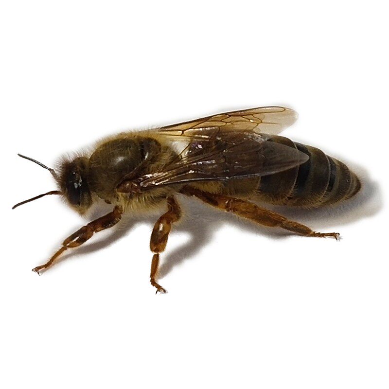 金色高产王高产红环王包活开产中蜂产卵蜂王优质特色爬宠