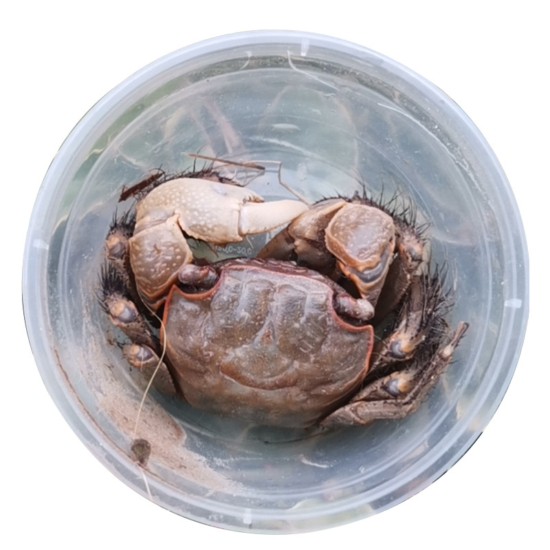 红螯相手观赏宠物蟹红爪蟹淡水螃蟹佛脸蟹好蟹