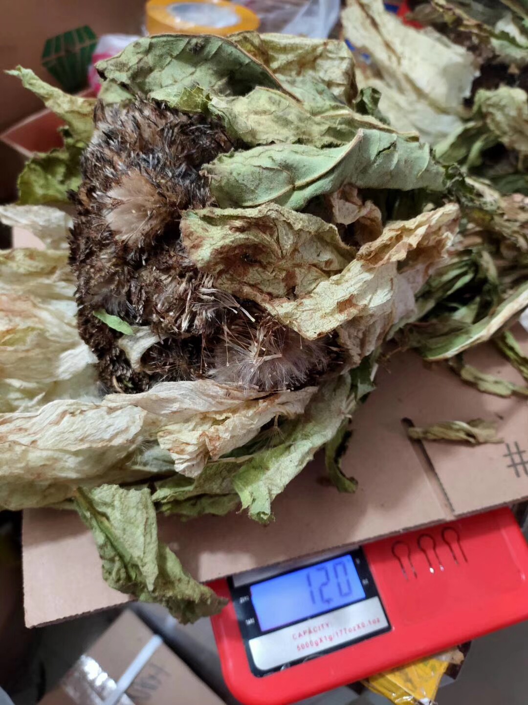 野生雪莲花干新疆天山雪莲花王60-100克均有货15年花龄中药材正品