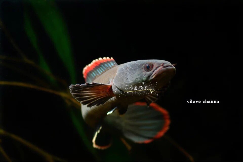 火背雷龙 雷龙 雷龙鱼 蛇头鱼 鳢 热带鱼 观赏鱼-mc母婴网