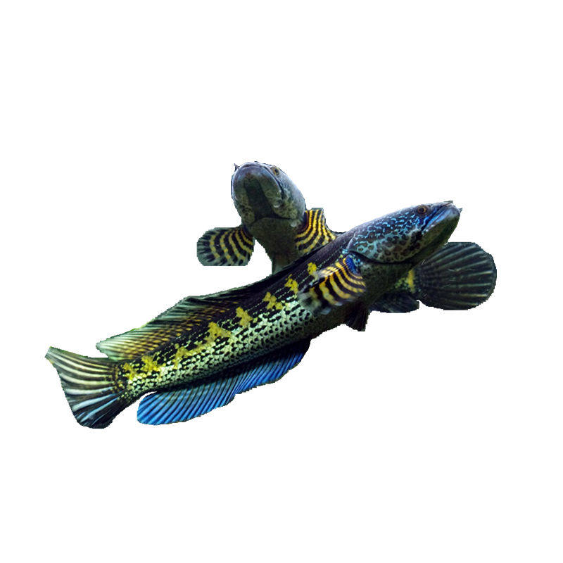 黄金蛇头稳定健康观赏鱼热带鱼黄金眼龙鱼雷龙鱼雷龙鱼