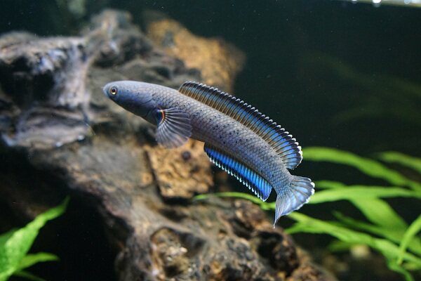 雷龙鱼龙鱼蓝月光雷龙蛇头热带鱼观赏鱼鱼