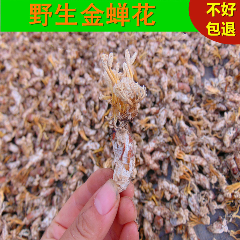 新货野生蝉花正宗大别山金蝉花虫虫草冬虫夏草10只