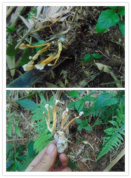 2021新货金蝉大别山野生竹林蝉花土蝉花蛹虫草金蝉花