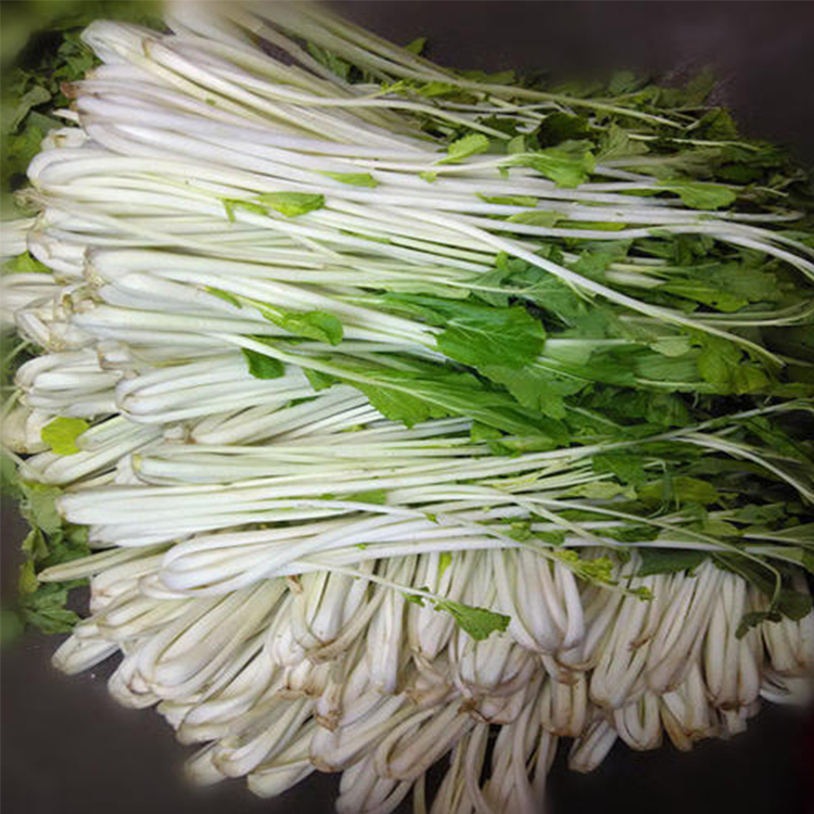 白菜安徽特产腌菜长杆广水高杆剑梗农家大缸腌制