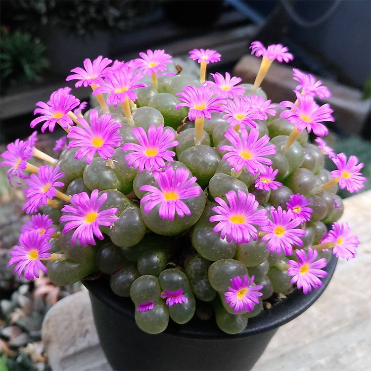 风铃玉多植物番杏科圣铃玉白拍子拍子大眼睛七彩多肉植物